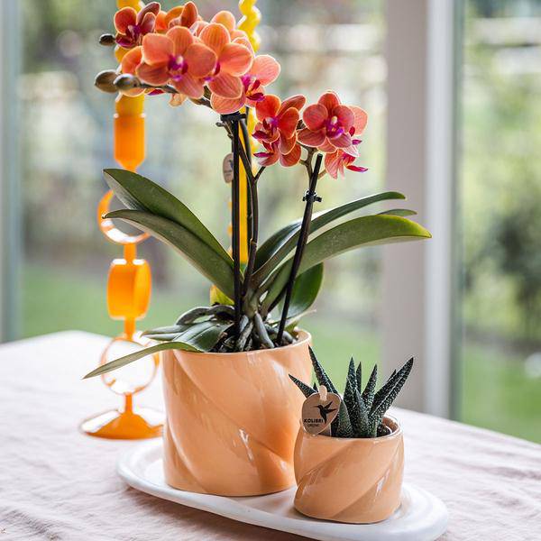 Dekotopf Candy – Pfirsich – Ø6cm – Farbiger Keramik Blumentopf in glänzender Optik – Runde Form – Für Mini-Pflanzen & Orchideen