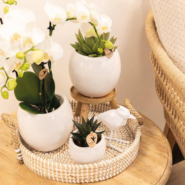 Blumentopf Bowl – Weiß – Keramik – Ziertopf Ø9cm – Handgefertigter Übertopf mit Wellenrand – Für Zimmerpflanzen & Sukkulenten